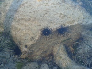 Sea Urchins!