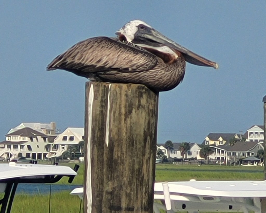 A brown pelican perched on a wooden post near a grassy area with houses in the background.