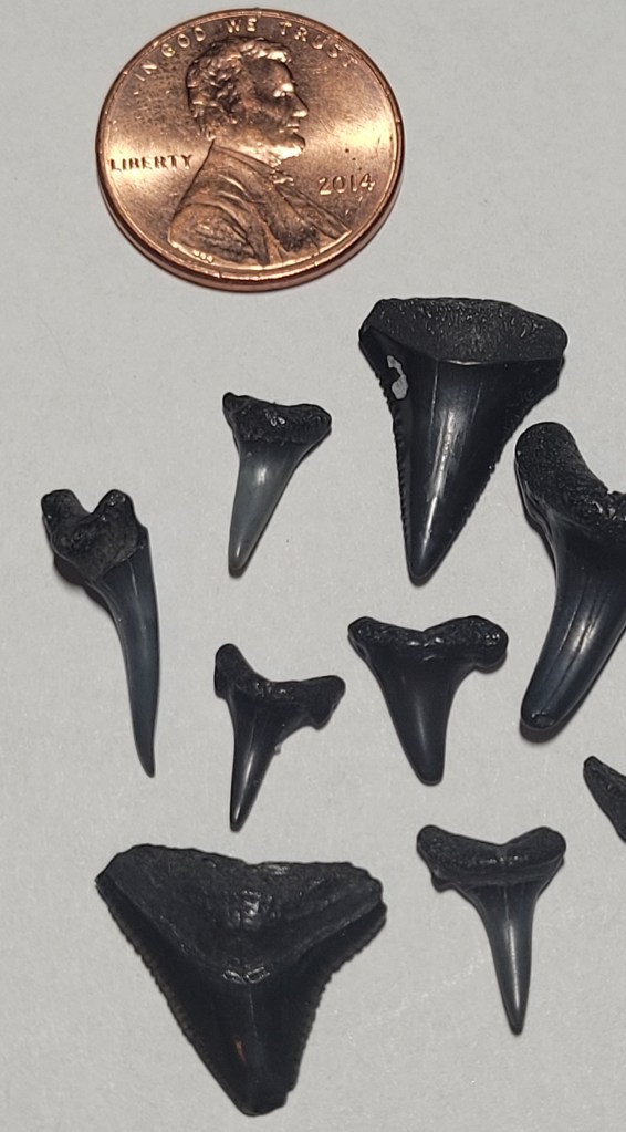 A collection of black shark teeth displayed next to a penny for scale, showcasing various shapes and sizes.